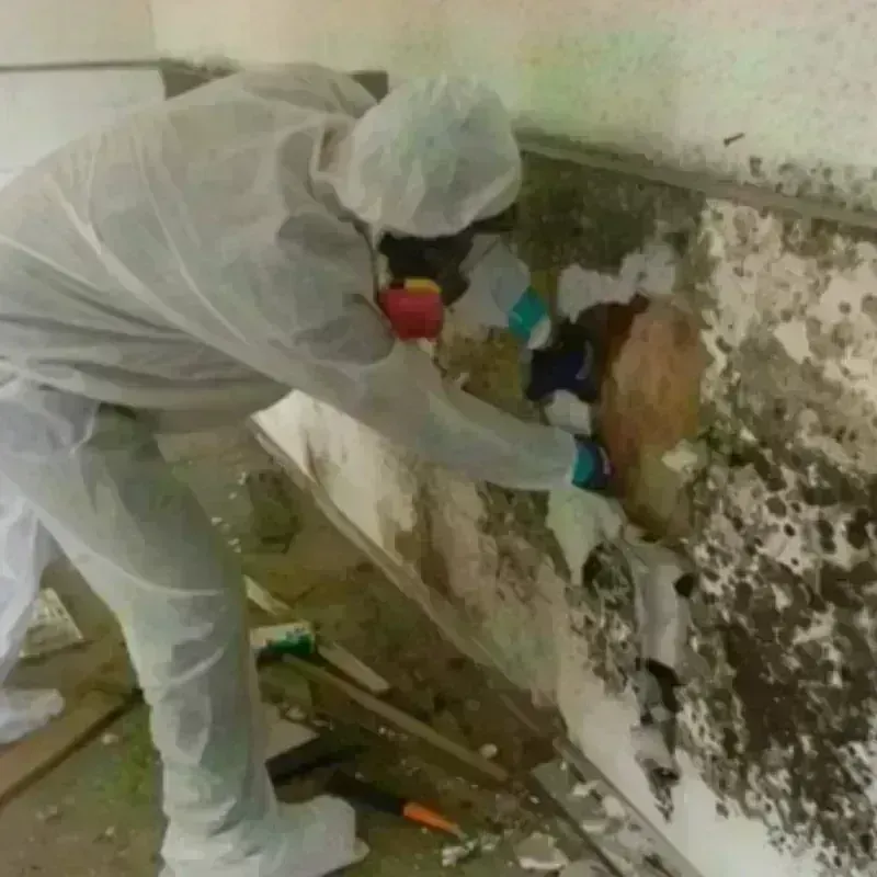 Mold Remediation and Removal in Brookhaven, GA